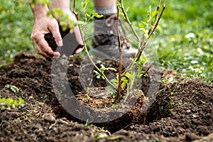 Man is planting a pot plant Rubus fruticosus into the garden, mulching and gardening