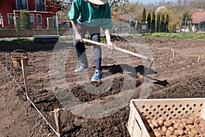 Man planting potatoes