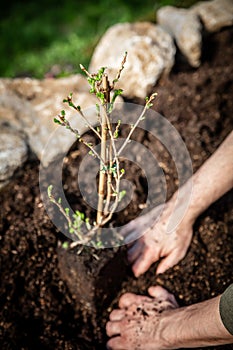 Man planting a small gooseberry plant into the garden, ribes uva-crispa