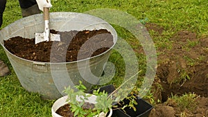 A man is planting a tree. Organic tree food. A man interferes with a shovel to feed blueberries on a tree. Fertilizer for growing