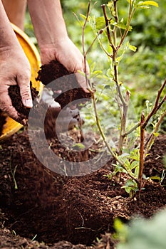 Man is planting a young blackberry bush into the soil, gardening and horticulture photo
