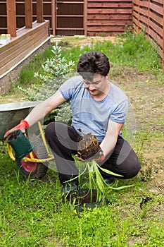 Man plants daylily in a garden