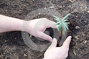 man plants Euphorbia lathyris in the vegetable garden. mole plant to repel rodents. spurge