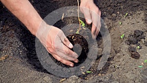 Man plants a raspberry seedling in open ground.