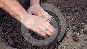 Man plants a raspberry seedling in open ground.
