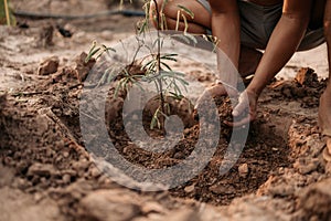 Man plants a small tamarind tree. Farm and argiculture at countryside concept