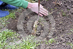 The Man plants a tree on garden