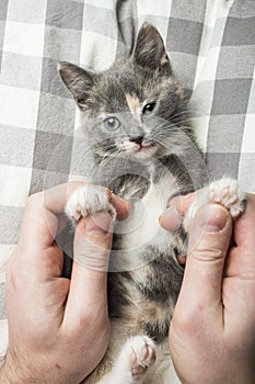 Man is playing with a lovely a kitten holding him by the paws.