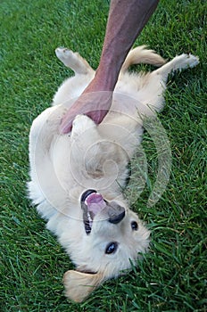 Man Playing with Puppy