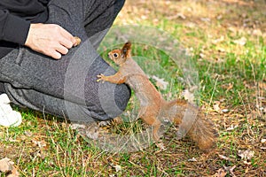 Man playing with a red squirrel