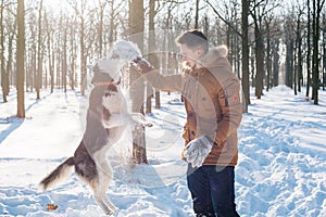 Man playing with siberian husky dog in snowy park