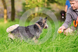 Man plays with an Australian Cattledog outdoors