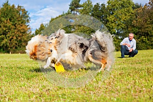 Man plays frisbee with dogs
