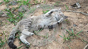 A man plays with a gray cat with the help of a dry branch. The cat gets tired of the games and quickly runs away