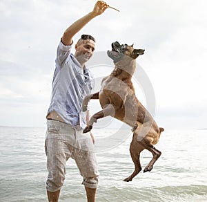 A man plays with his dog on the beach. The brown boxer jumps for a stick, jumps on the water and near the owner. Active games with