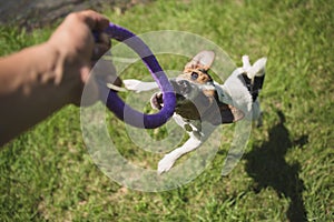 Man plays with a little dog on the grass