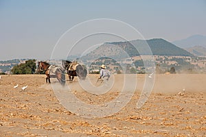 Man Plowing Field With Horses