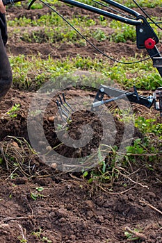 a man plows a vegetable garden with potatoes with a tillerblock.