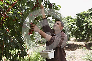 Man Plucking Fresh Cherries Into Basket