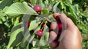 Man plucks large ripe red sweet cherry from tree branch. Hand close-up. Fruits in palm of your hand. Orchard with green