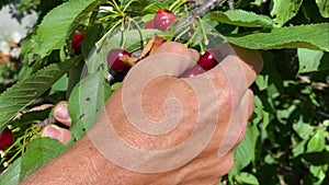 Man plucks large ripe red sweet cherry from tree branch. Hand close-up. Fruits in palm of your hand. Orchard with green