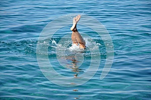 Man plunging in sea water photo