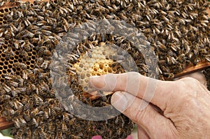 Man pointing finger at honeycomb