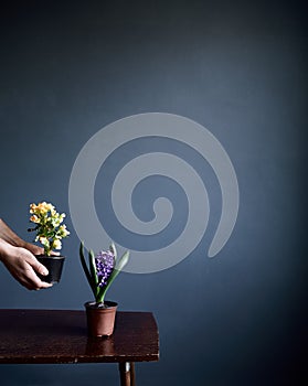 Man with potted flowers on grey wall background
