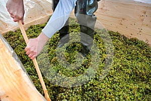 Man pounding grapes