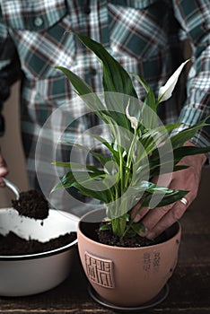 Man pours the earth in a pot with a flower Spathiphyllum