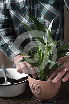 Man pours the earth in a pot with a flower Spathiphyllum