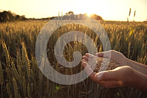 Man pours wheat from hand to hand on the background of wheat fie