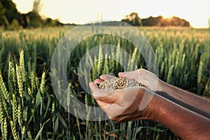 Man pours wheat from hand to hand on the background of wheat fie