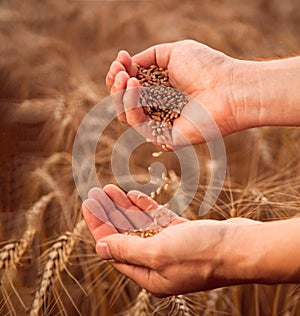 Man pours wheat from hand to hand on the background of wheat field