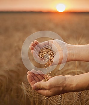 man pours wheat from hand to hand on the background of wheat field