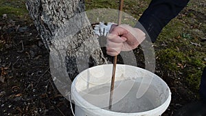 Man prepare fruit tree whitewash fluid protect vermin bucket