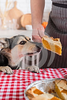 man preparing thanksgiving dinner at home kitchen, giving a dog a piece of pumpkin pie to try