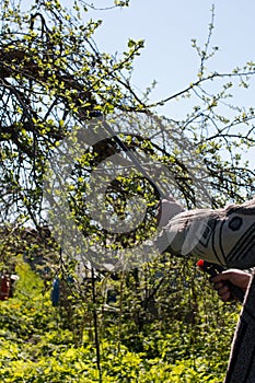 a man processes and sprays an apple tree.