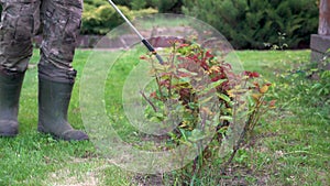 A man in protective clothing sprays pesticides on rose bushes