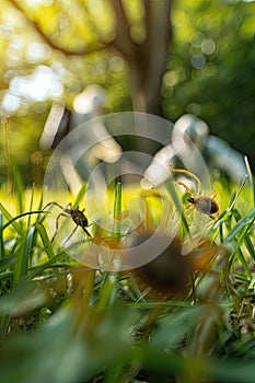 A man in a protective suit sprays the grass against ticks. Selective focus.