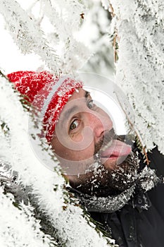 Man protuding his tongue to the icy fir needles
