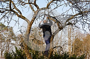 Man pruned branches with handle clippers scissors