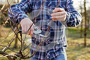 A man prunes a fruit tree outside in the garden