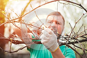 Man prunes vines with secateurs.. gardening, winegrower..