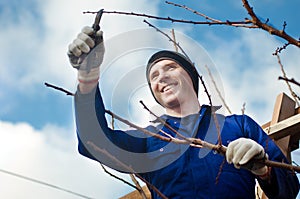 Man pruning brunches with the pruner photo