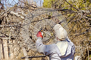 Man pruning cutting apple fruit tree branches in spring outdoors.