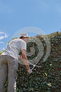 Man pruning a green wall