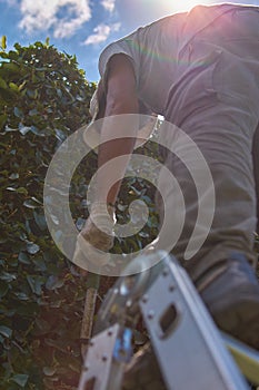 Man pruning a green wall