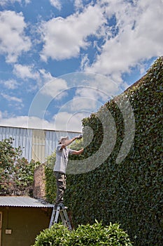 Man pruning a green wall