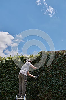 Man pruning a green wall